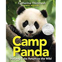 Camp Panda Helping Cubs Return to the Wild Sibert Honor Informational Book for Kids nonfiction.jpg